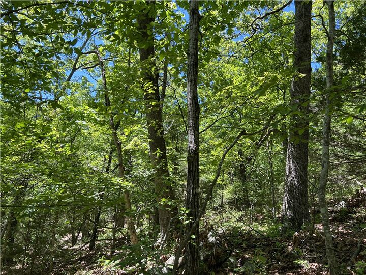Property Photo:  Terrapin Road  AR 72601 