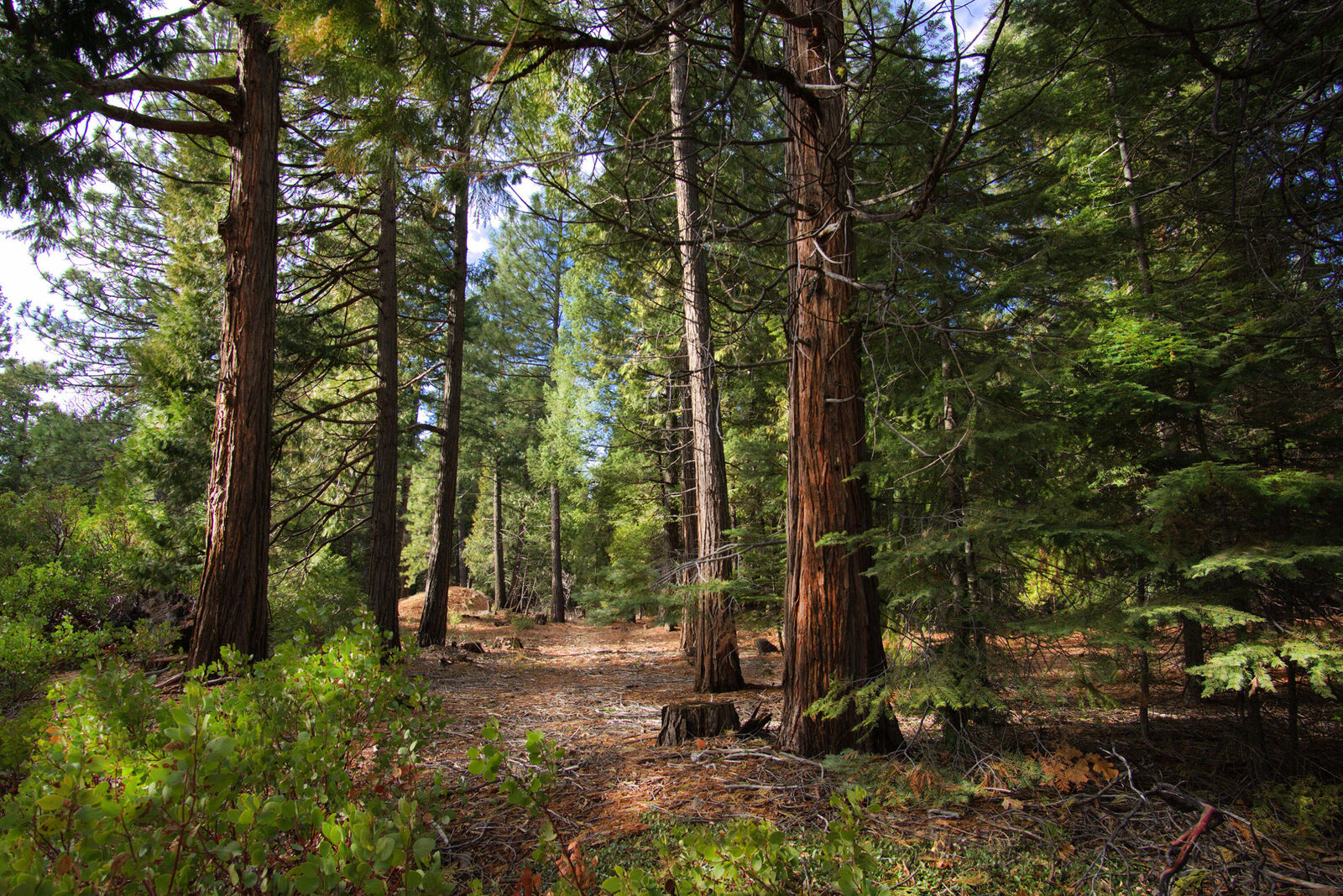 Property Photo:  Lot 1 Ritts Mill Road  CA 96088 