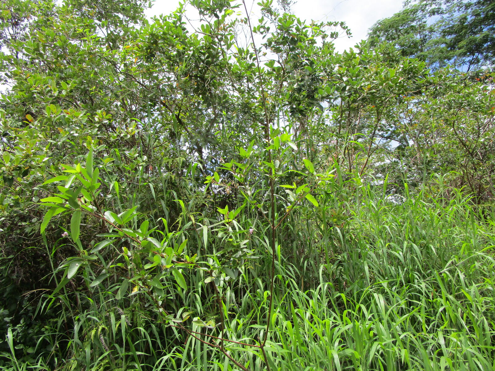 Property Photo: Silversword Ct HI 96760