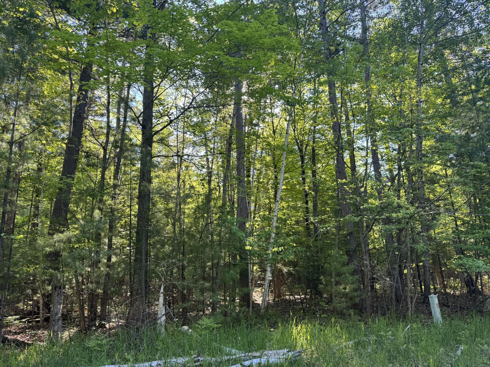 Property Photo:  6310 Link Boulevard  MI 49749 