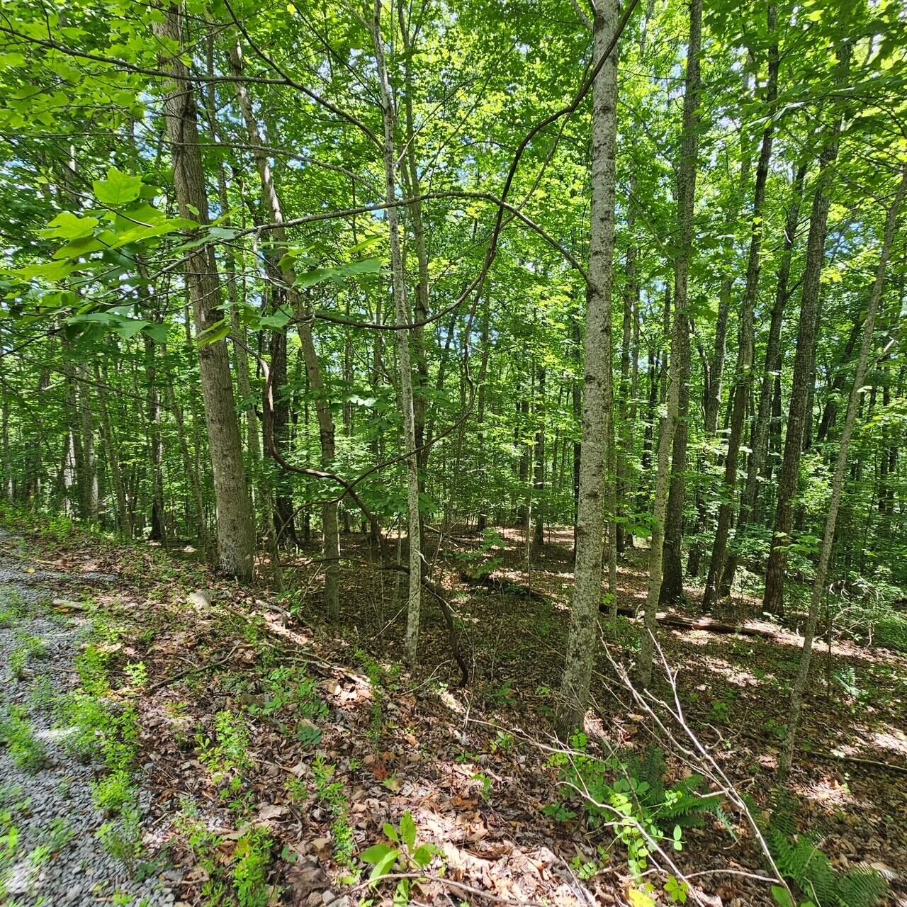 Property Photo:  Lot 555 Oak Leaf Lane  TN 37327 