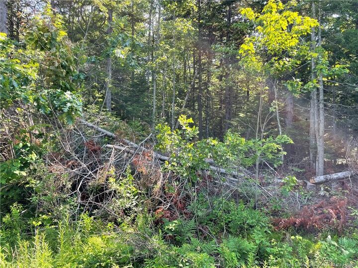 Lot 2 Route 490 — photo 1