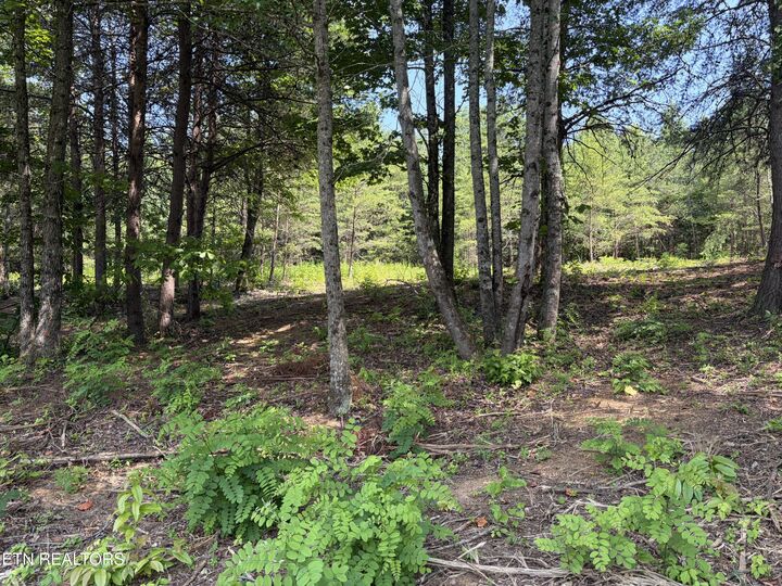 Property Photo: 144 Red Wing Drive TN 37885