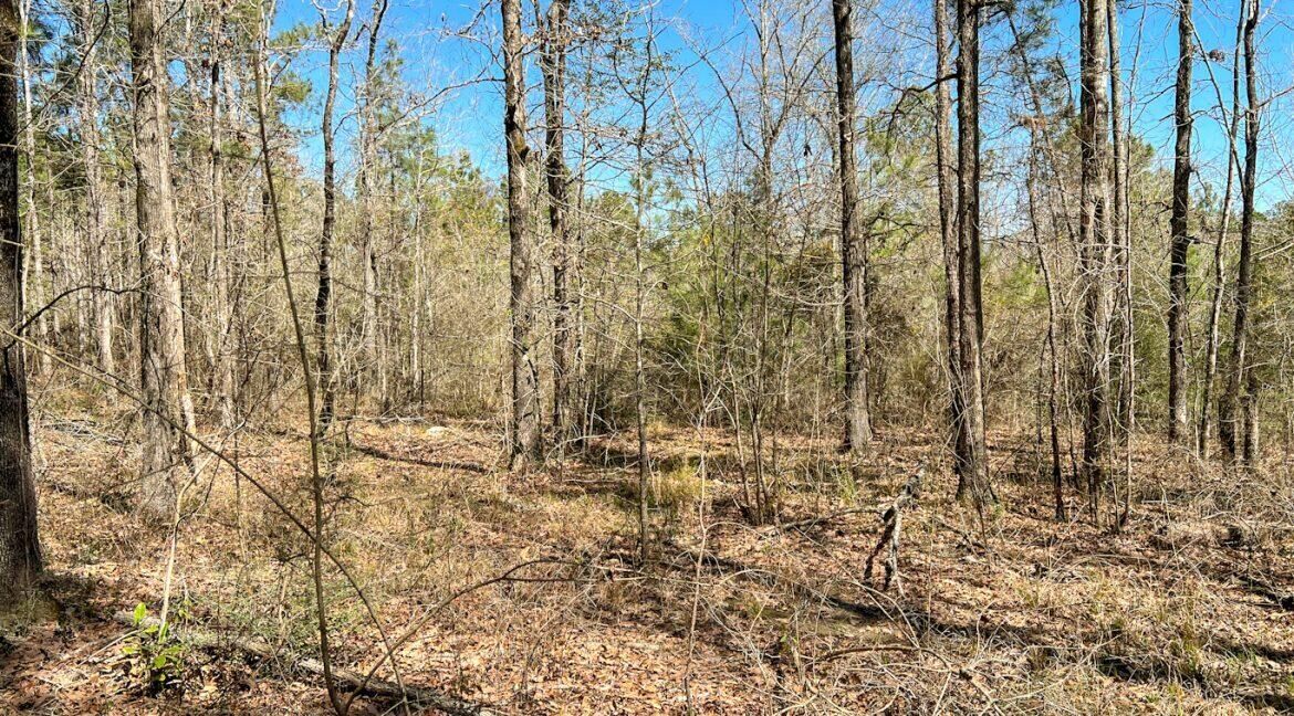 Property Photo:  Savage Forks  LA 71446 