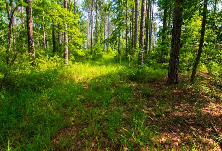Property Photo:  0 County Road 0071  GA 31831 