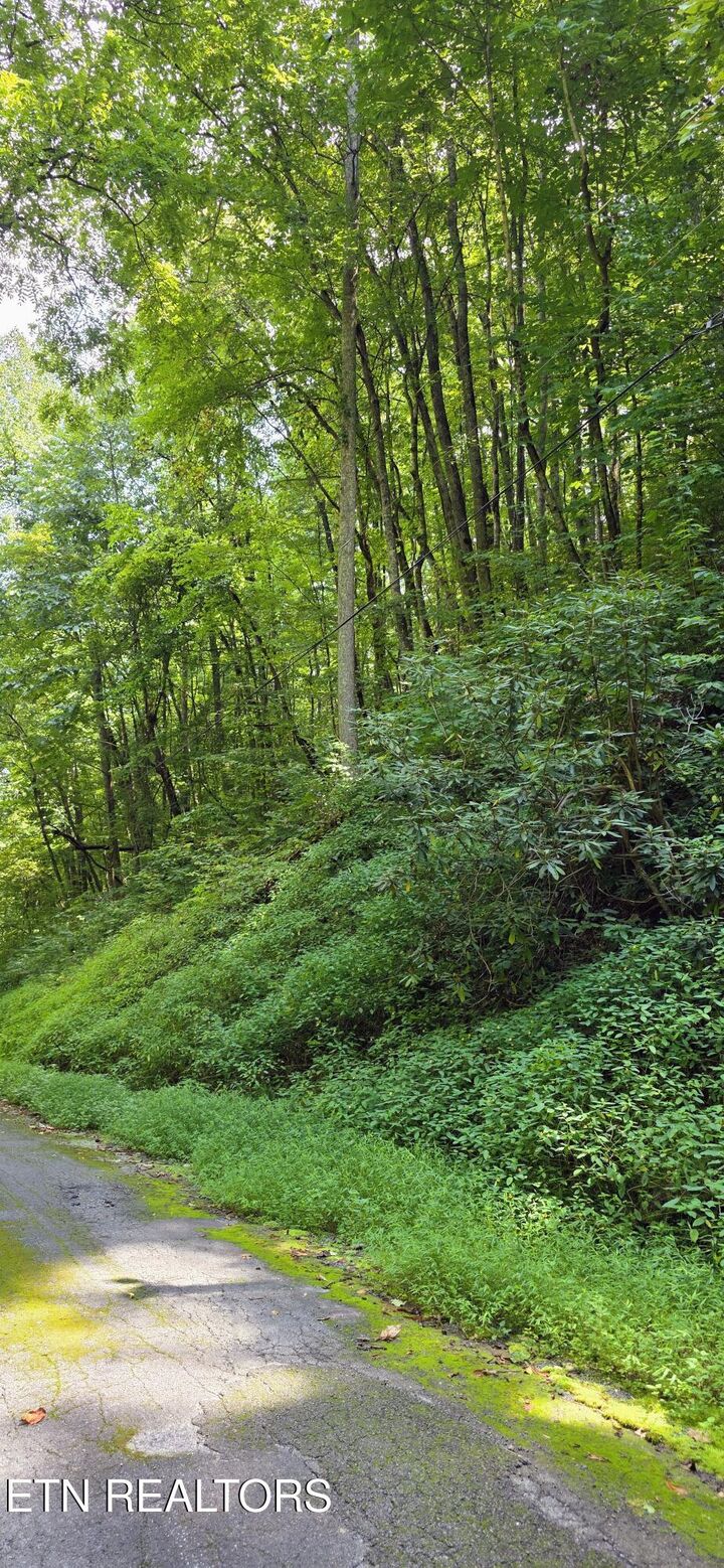 Property Photo:  Lot 29 Black Walnut Flats Rd  TN 37862 