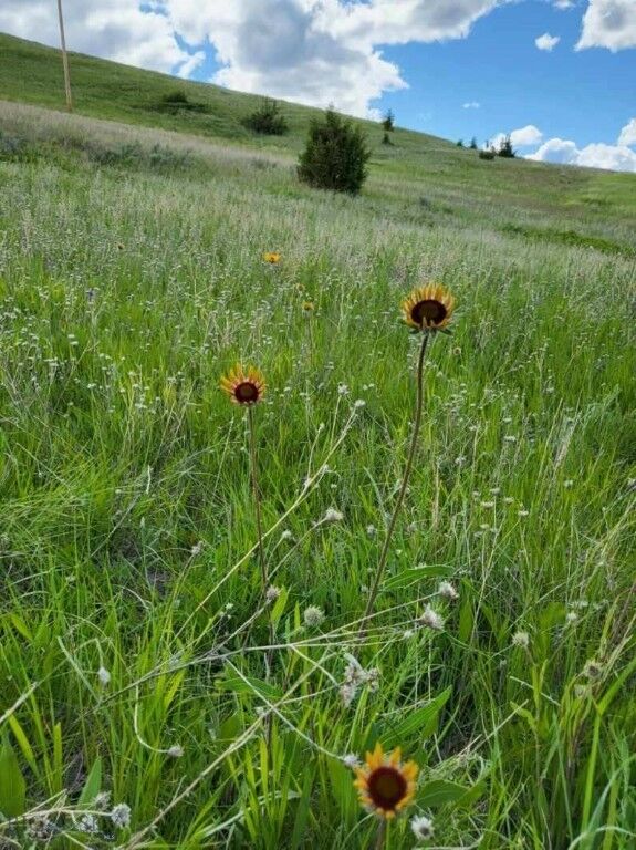 Property Photo:  65 Gold Coin Road  MT 59837 