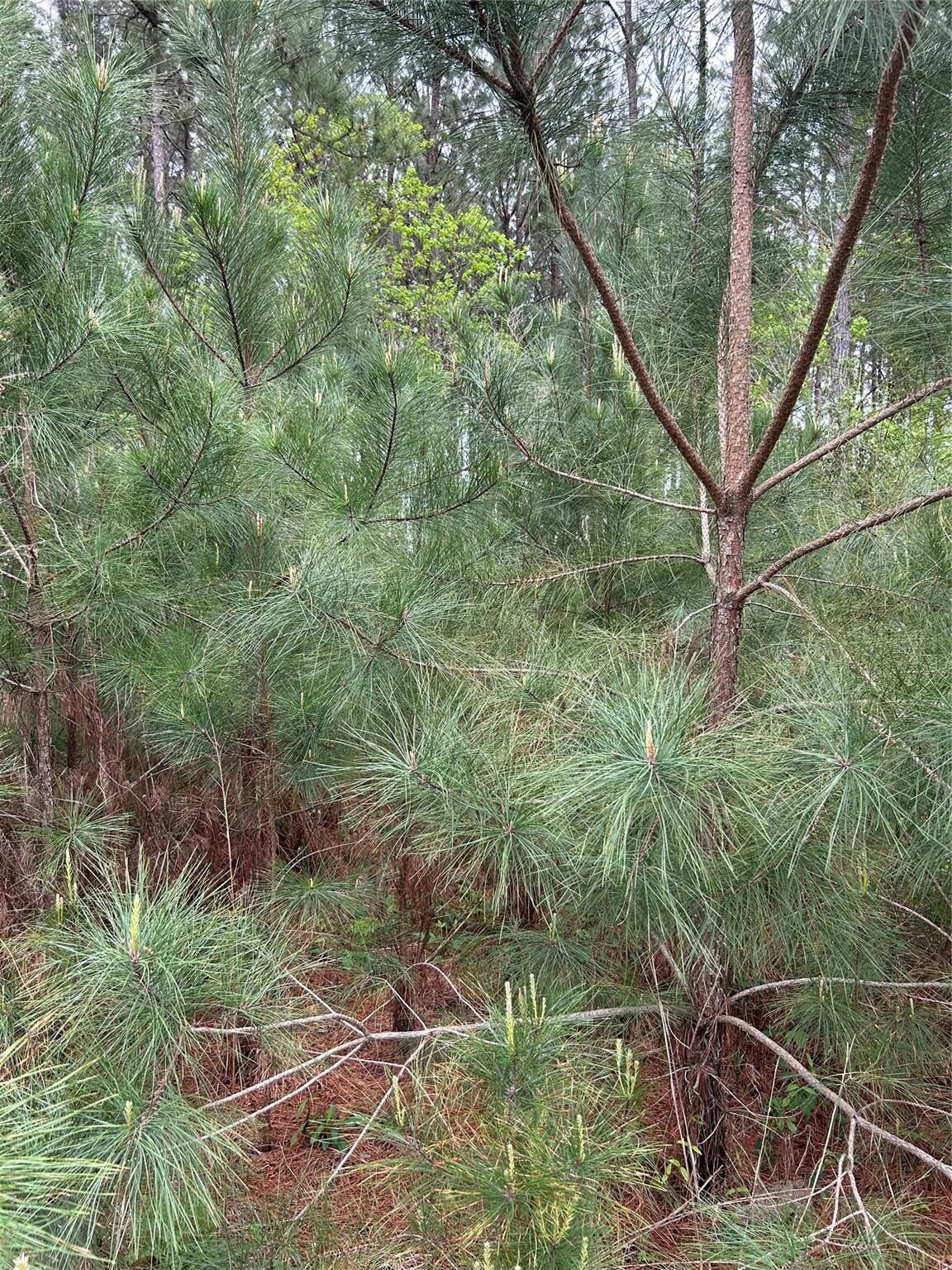 Property Photo:  267 Road 5102  TX 77327 