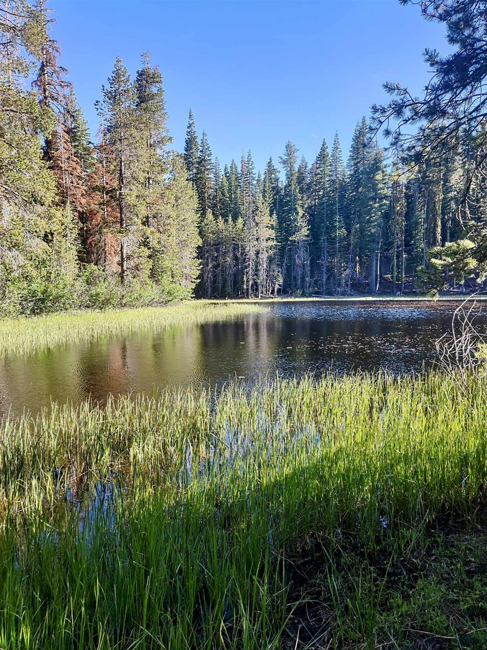 Property Photo: 000 Forest Road CA 95728
