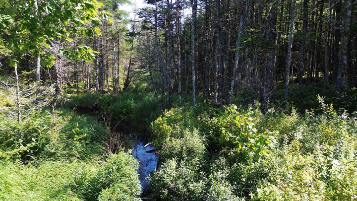 Property Photo:  Condons Lake Drive  NS B0E 3B0 