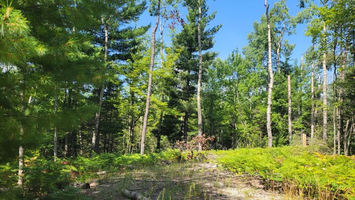 Property Photo:  14542 W Shoreline Drive  MI 49799 
