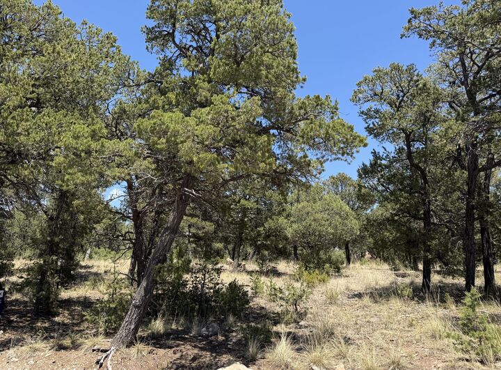 Property Photo: 17 Wild Wings Circle NM 87552
