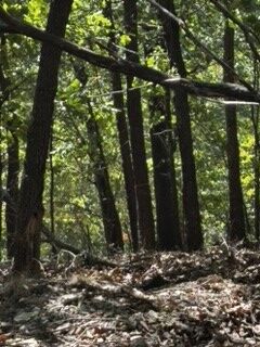 Property Photo: Cr 1520 & Tbd Amble AR 72632