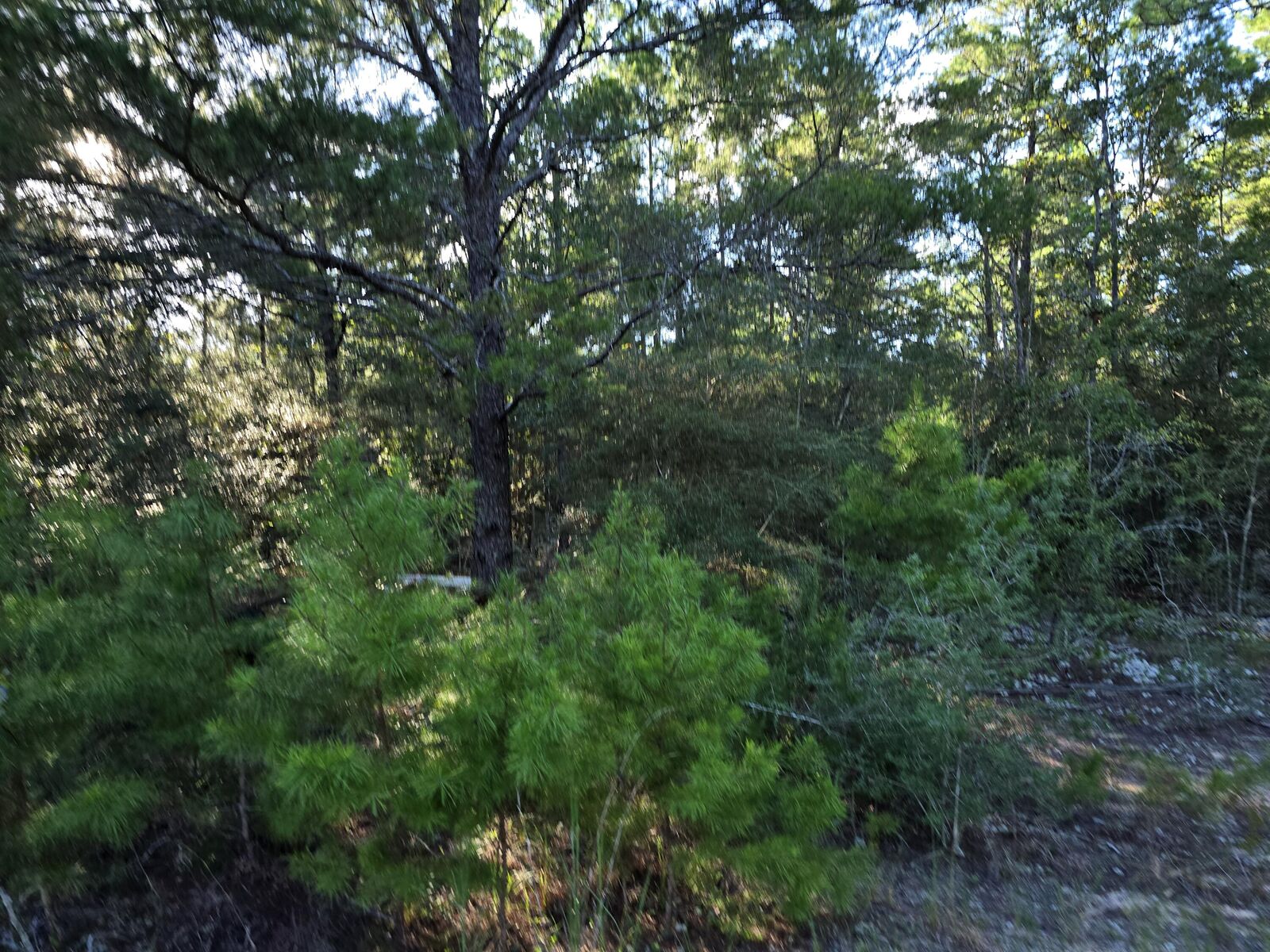 Property Photo:  Tbd Randi Road  FL 32539 