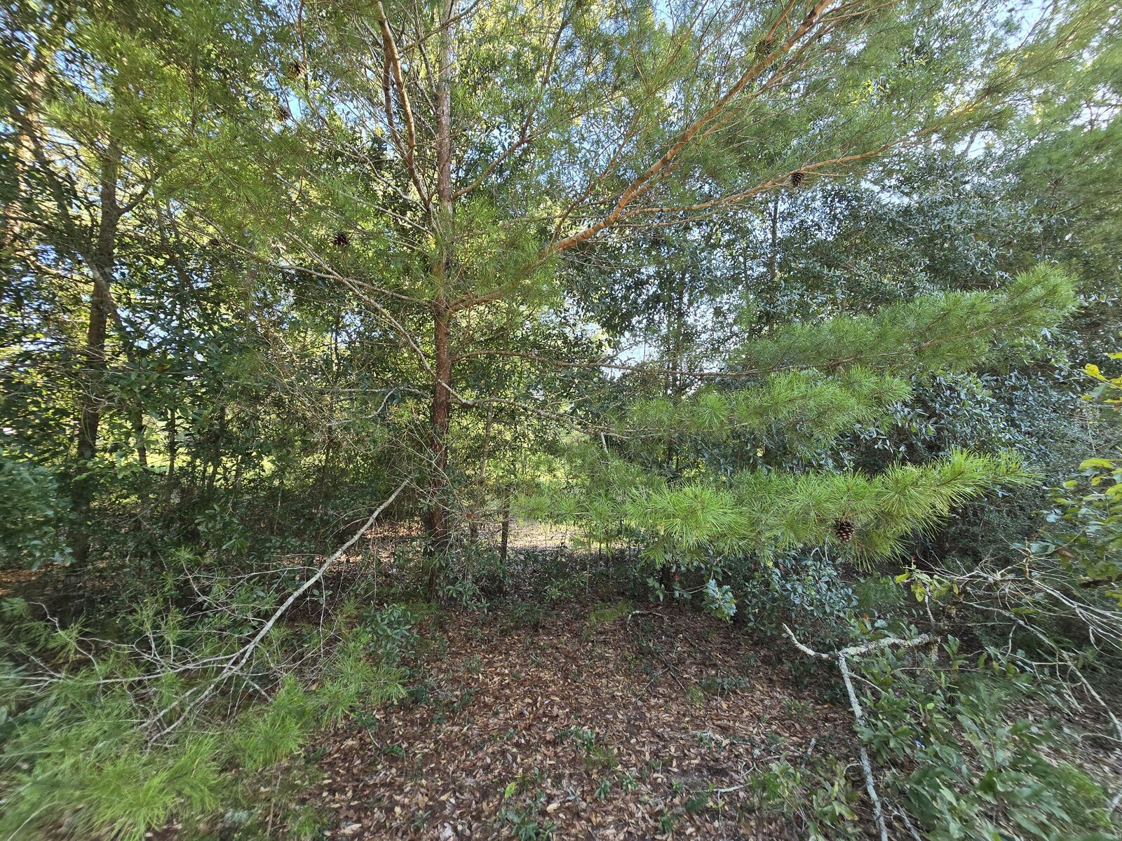 Property Photo: Tbd Randi Road FL 32539