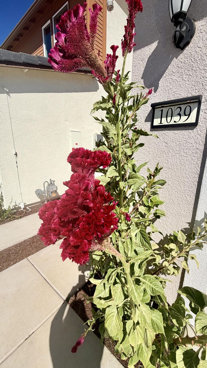 Property Photo:  1039 Tributary Way  CA 95961 