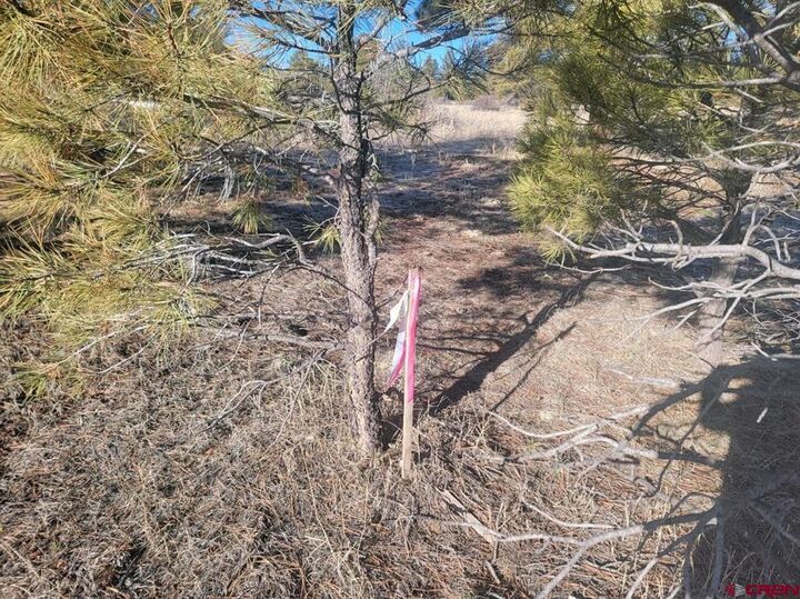 Property Photo:  642 Trails Boulevard  CO 81147 