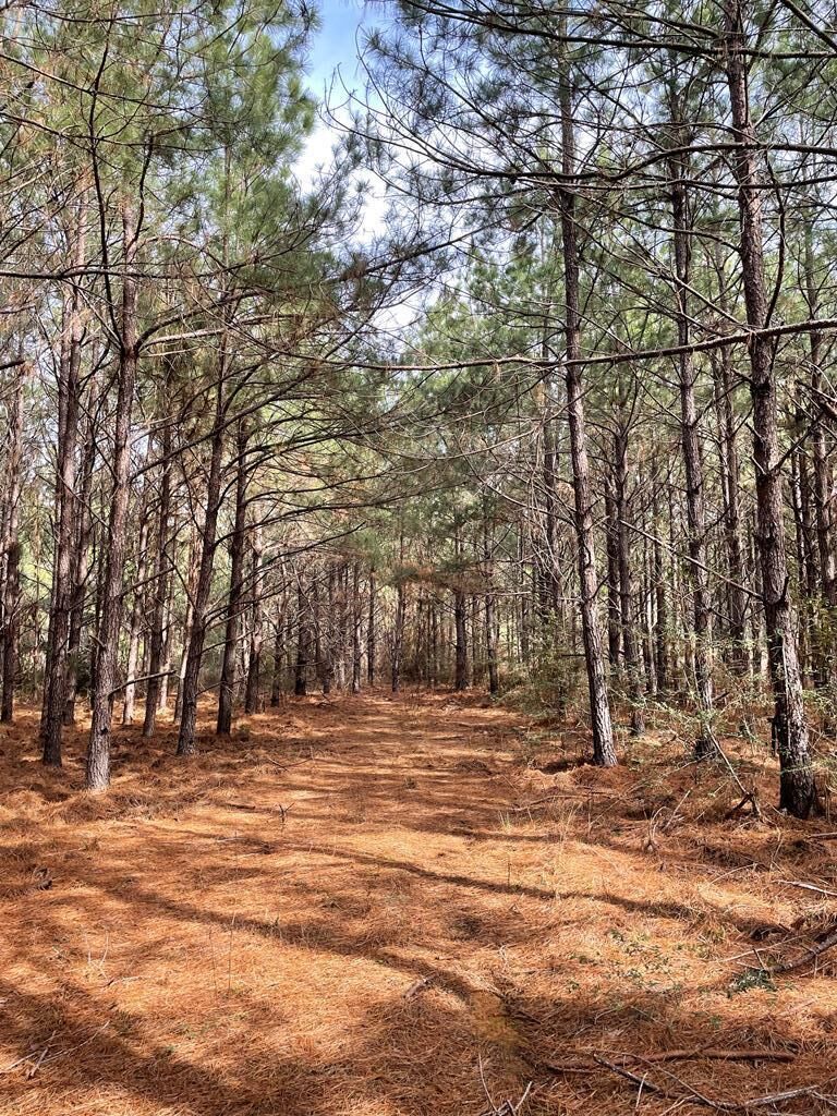 Property Photo:  1870 County Road 546  TX 75961 