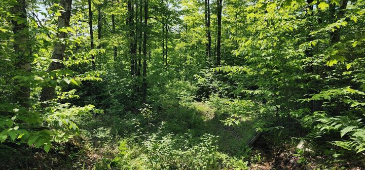 Property Photo: 80 W Trophy Ln MI 49745