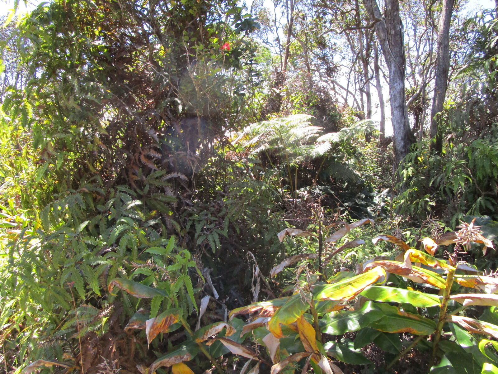 Property Photo:  Nahelenani St  HI 96785 