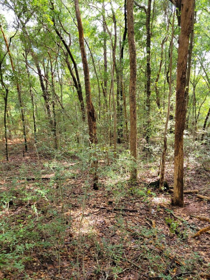Property Photo:  204 Shell Drive  FL 32536 
