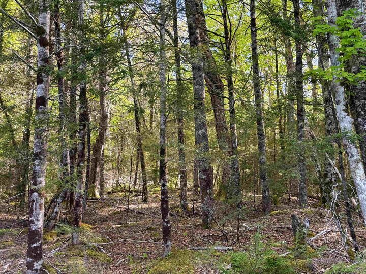 Property Photo:  Lot Old Coach Road  NS B0T 1E0 