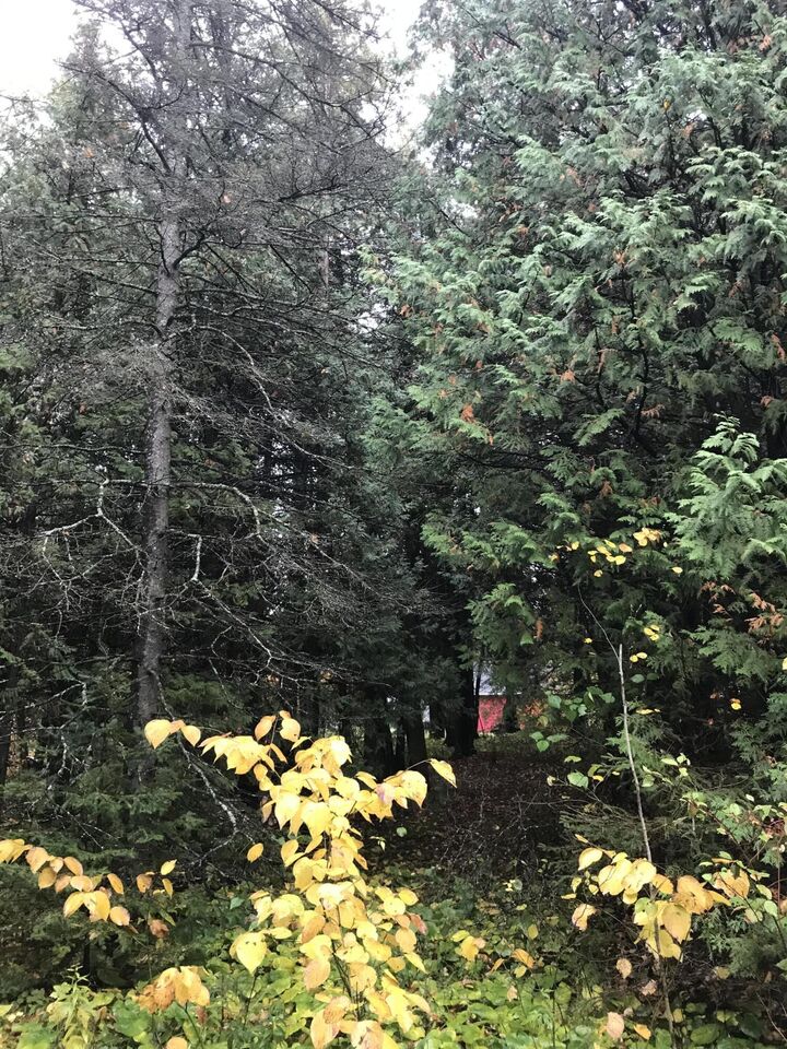 Property Photo:  Tbd Democrat Rd  MI 49725 
