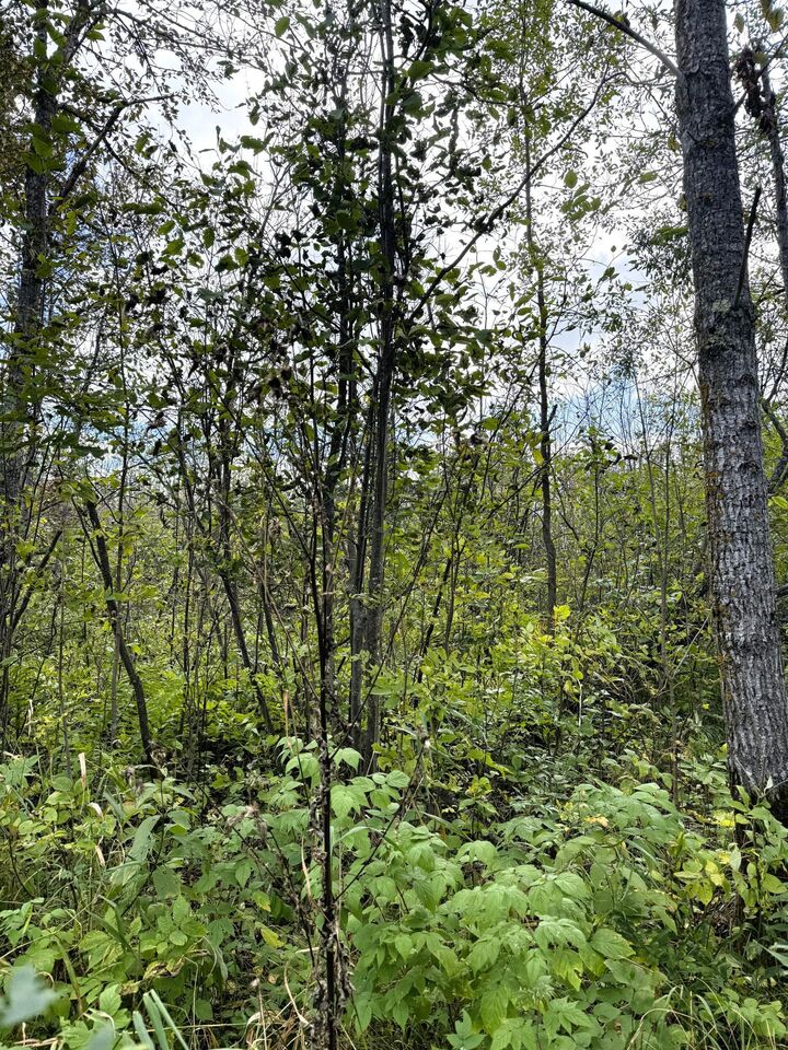 Property Photo:  Tbd Easement Trail  MN 55707 