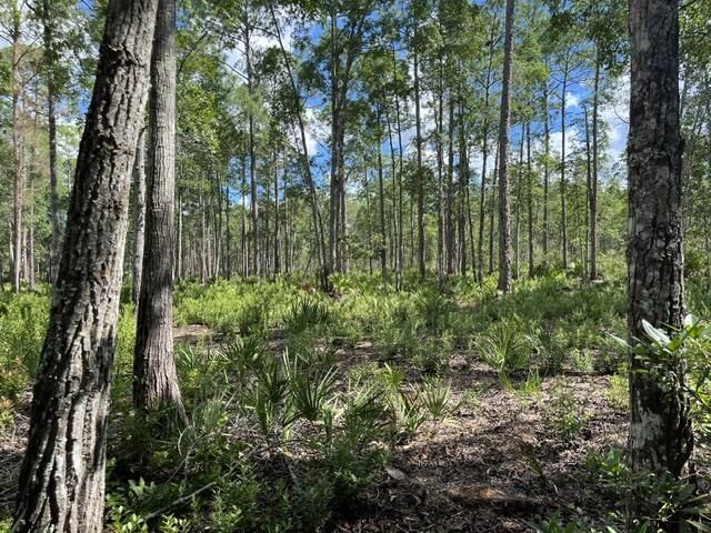 Property Photo:  119 Palmetto Point Ln  FL 32187 