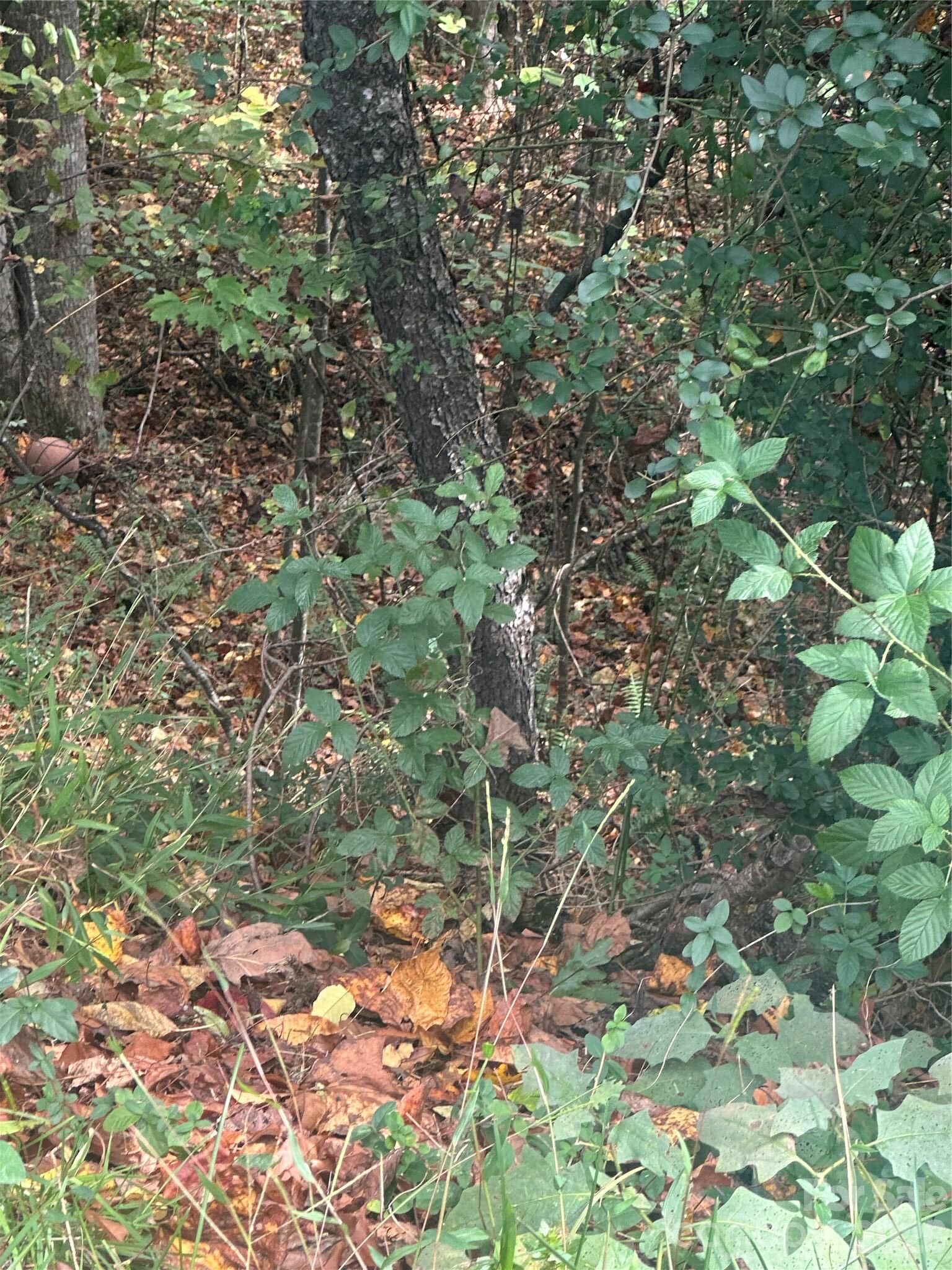 Property Photo:  Lot 115 Parson Lane  NC 28659 