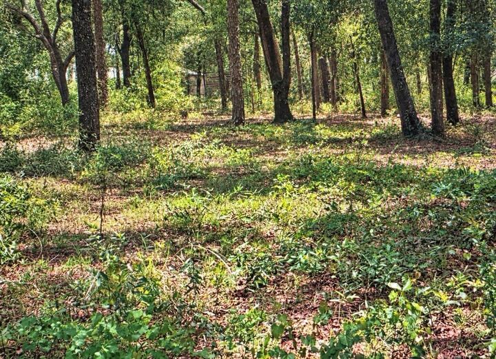 Property Photo: Rolling Ares Road FL 32159