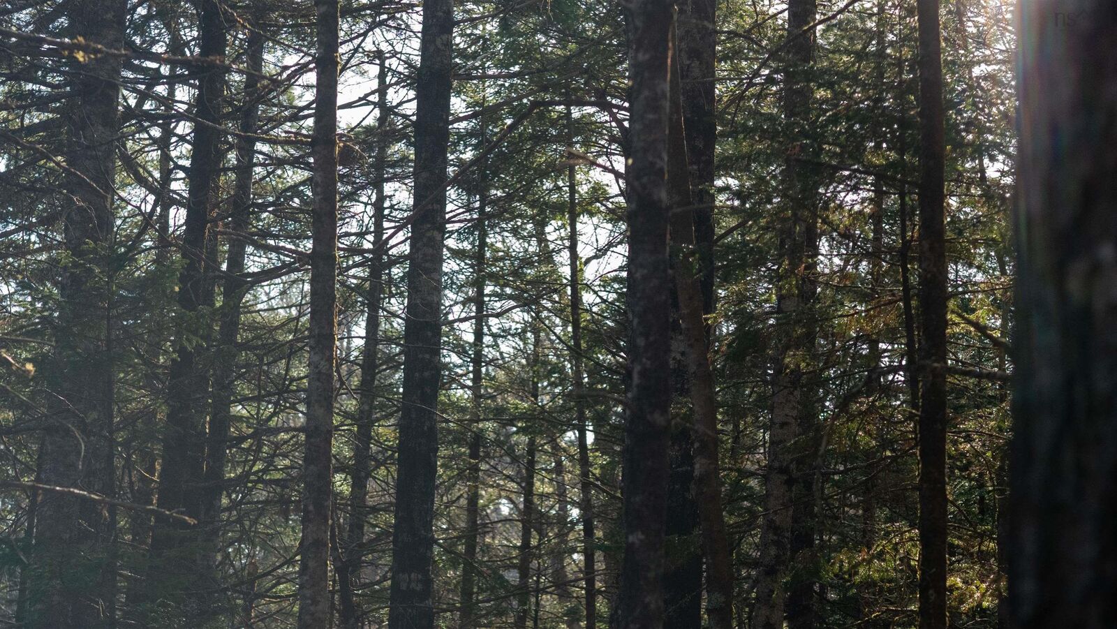 Property Photo:  Lot 13 Maple Drive Drive  NS B0T 1W0 